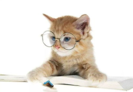 娱乐吃瓜君猫猫子,揭秘娱乐圈那些不为人知的幕后故事