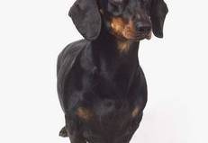 德国腊肠犬,历史悠久的猎犬，忠诚可爱的家庭伙伴