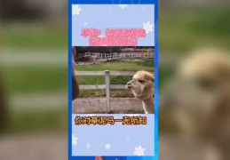 吃瓜群众娱乐版下载安装,轻松下载,畅享欢乐时光