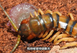 恐怖虫,揭秘神秘生物的恐怖之谜