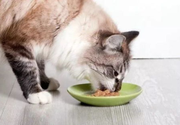 娱乐吃瓜菌猫猫,揭秘娱乐圈那些不为人知的幕后故事
