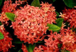 龙船花,热带花卉的美丽与寓意