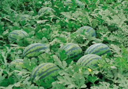 娱乐713吃瓜最新入口,最新入口带你一网打尽娱乐圈风云