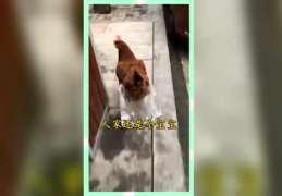 吃瓜群众娱乐版下载,下载背后的精彩故事