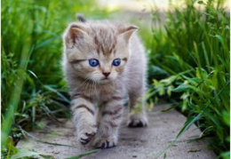 娱乐吃瓜酱大猫咪,揭秘娱乐圈背后的喵星人故事